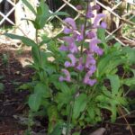 Salvia pratensis 'Sweet Esmeralda'