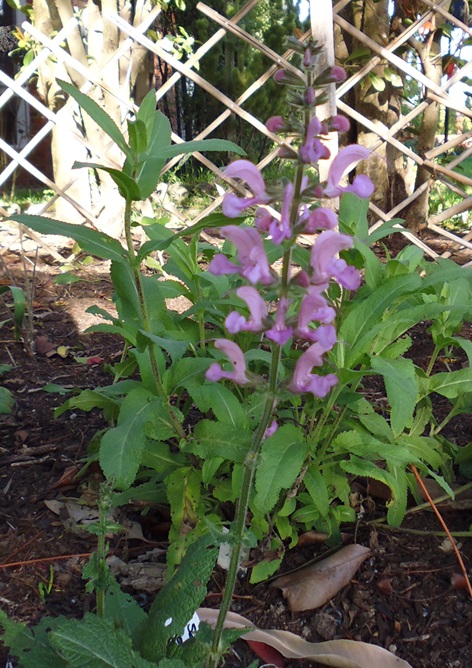 Salvia pratensis 'Sweet Esmeralda' Salvia pratensis 'Sweet Esmeralda'