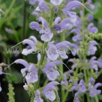 Salvia pratensis 'Skydance'