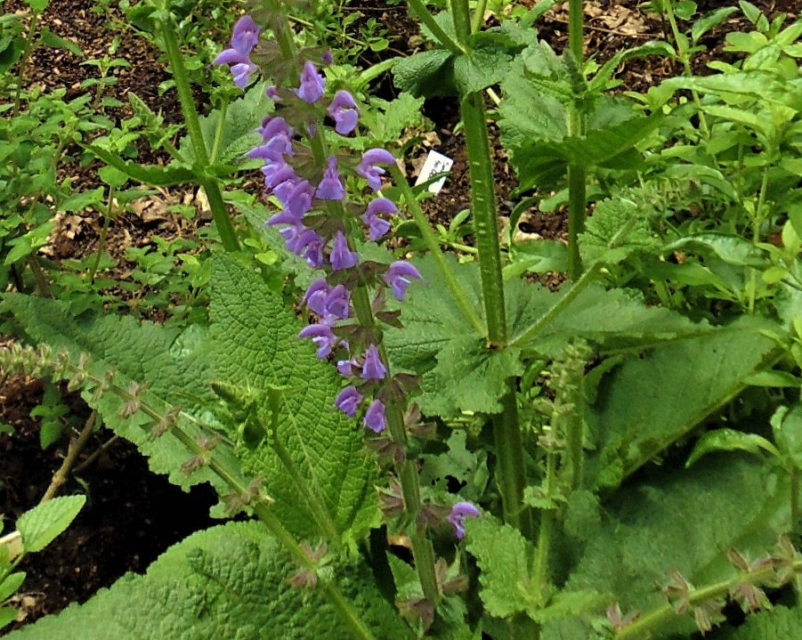 Salvia pratensis 'Verona'