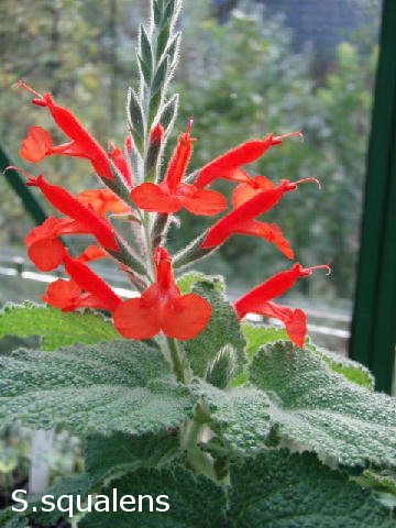 Salvia squalens
