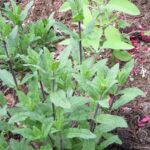 Salvia nemorosa 'Caradonna'