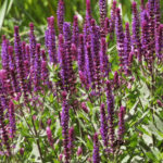 Salvia nemorosa 'Kate Glenn'