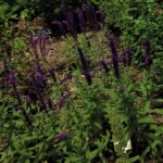 Salvia nemorosa 'Kate Glenn'