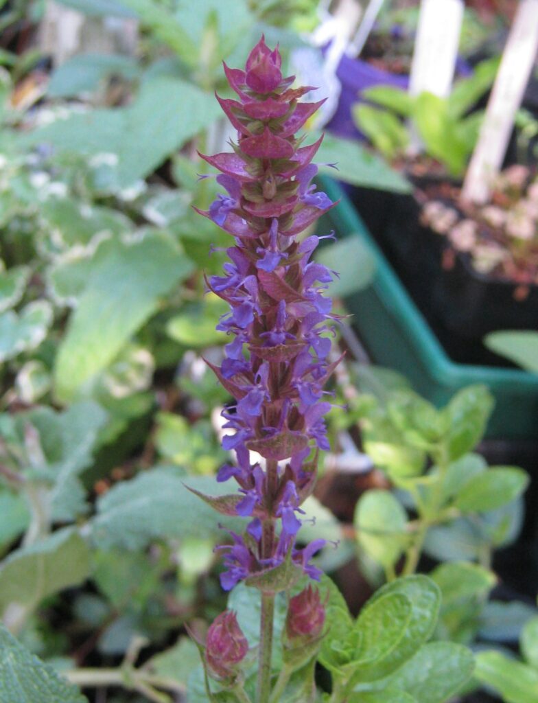 Salvia nemorosa 'Kate Glenn'