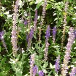 Salvia nemorosa 'Kate Glenn'
