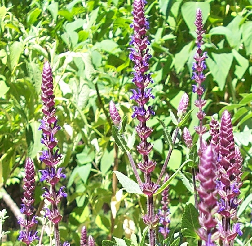 Salvia nemorosa 'Caradonna'