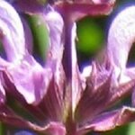 Salvia nemorosa 'Amethyst'