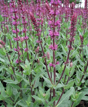 Salvia nemorosa 'Amethyst'