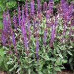 Salvia nemorosa 'Caradonna'