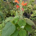 Salvia squalens