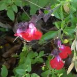Salvia 'Adriana's Jewel'