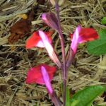 Salvia 'Adriana's Jewel