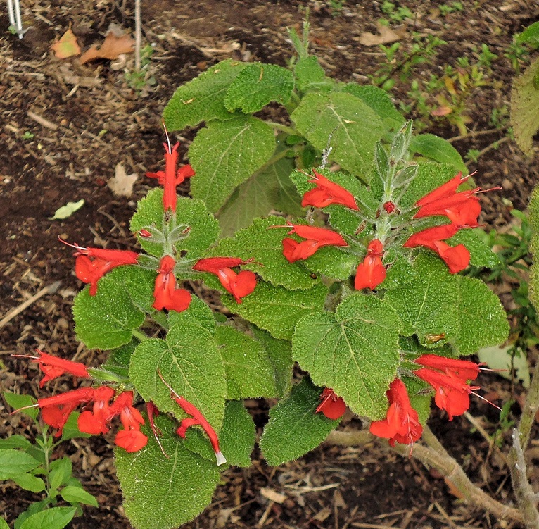 Salvia squalens Salvia squalens