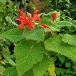 Salvia squalens