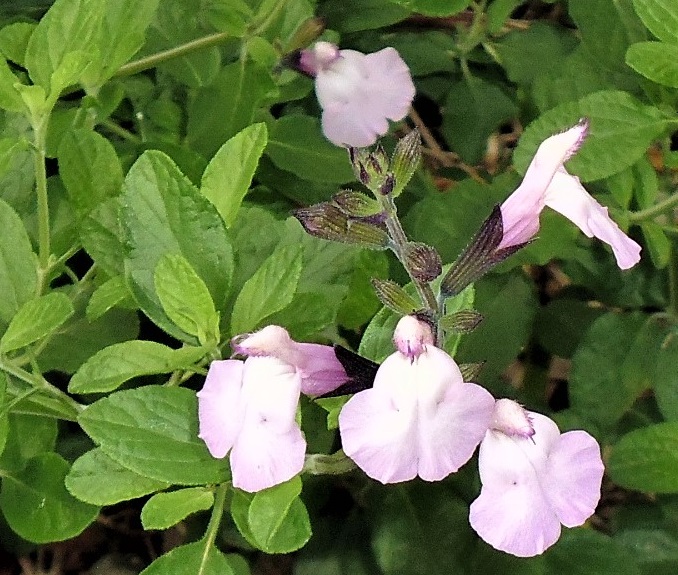 Salvia 'Flamingo'