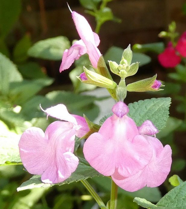 Salvia 'Powder Puff'