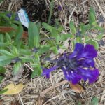 Salvia 'Mirage Blue'