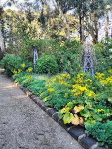 Chris Tournier's garden