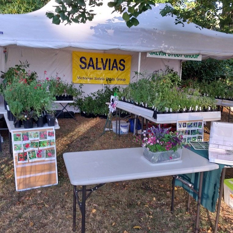 Ferny Creek Rare Plant Sale