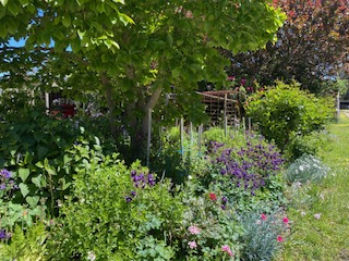 Lyn Cannard's garden