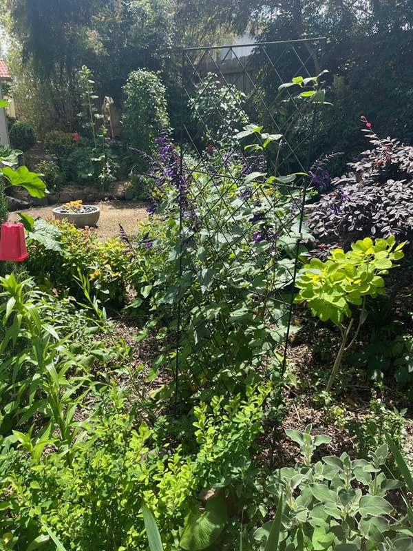 Maureen's garden