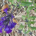 Salvia 'Mirage Blue'