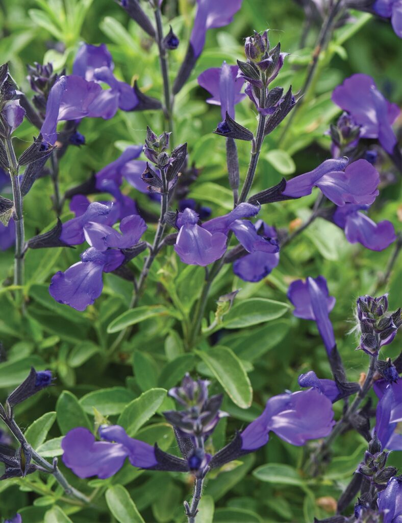 Salvia 'Mirage Blue'