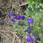 Salvia 'Mirage Blue'