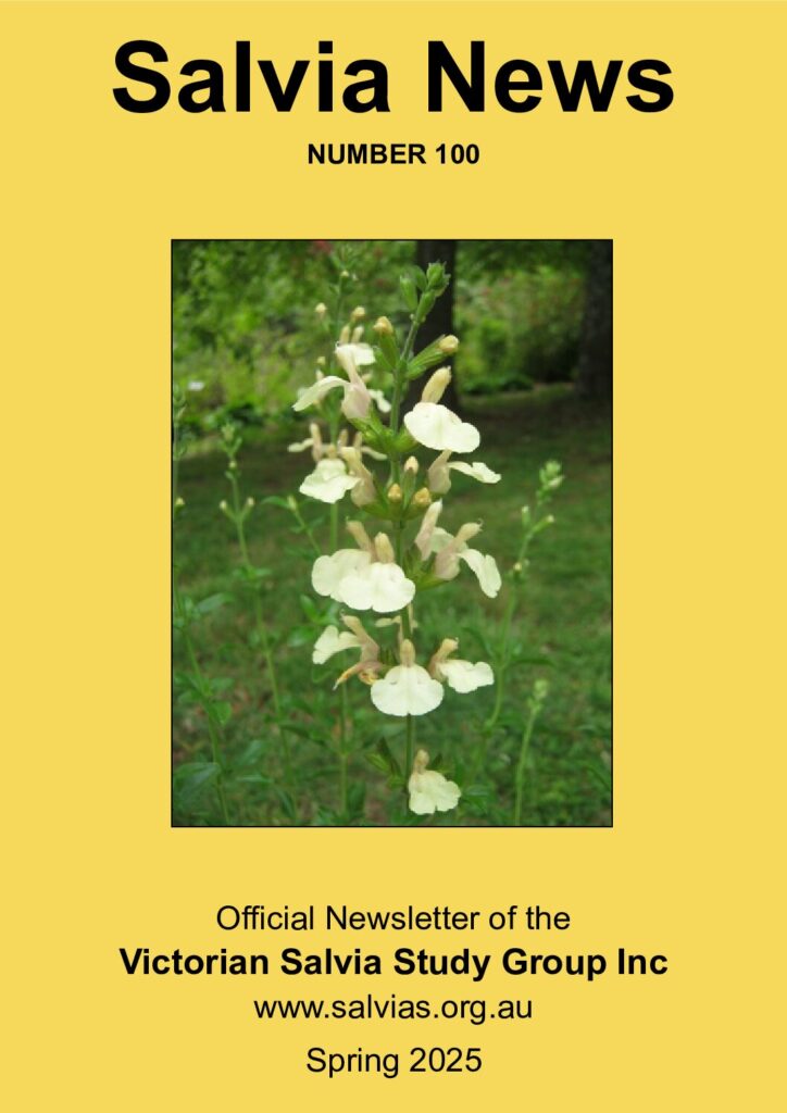 thumbnail of 100-Salvia News