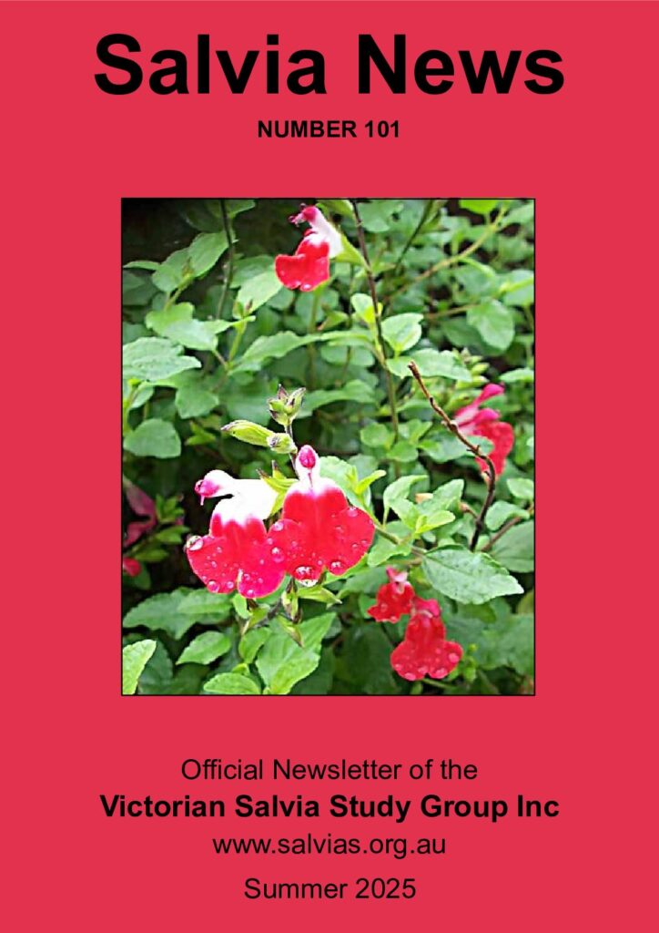 thumbnail of 101-Salvia News