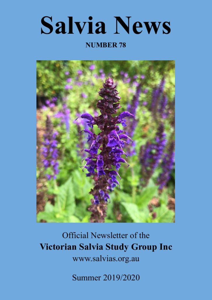 thumbnail of 78-Salvia News