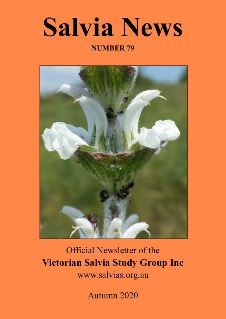 thumbnail of 79-Salvia News