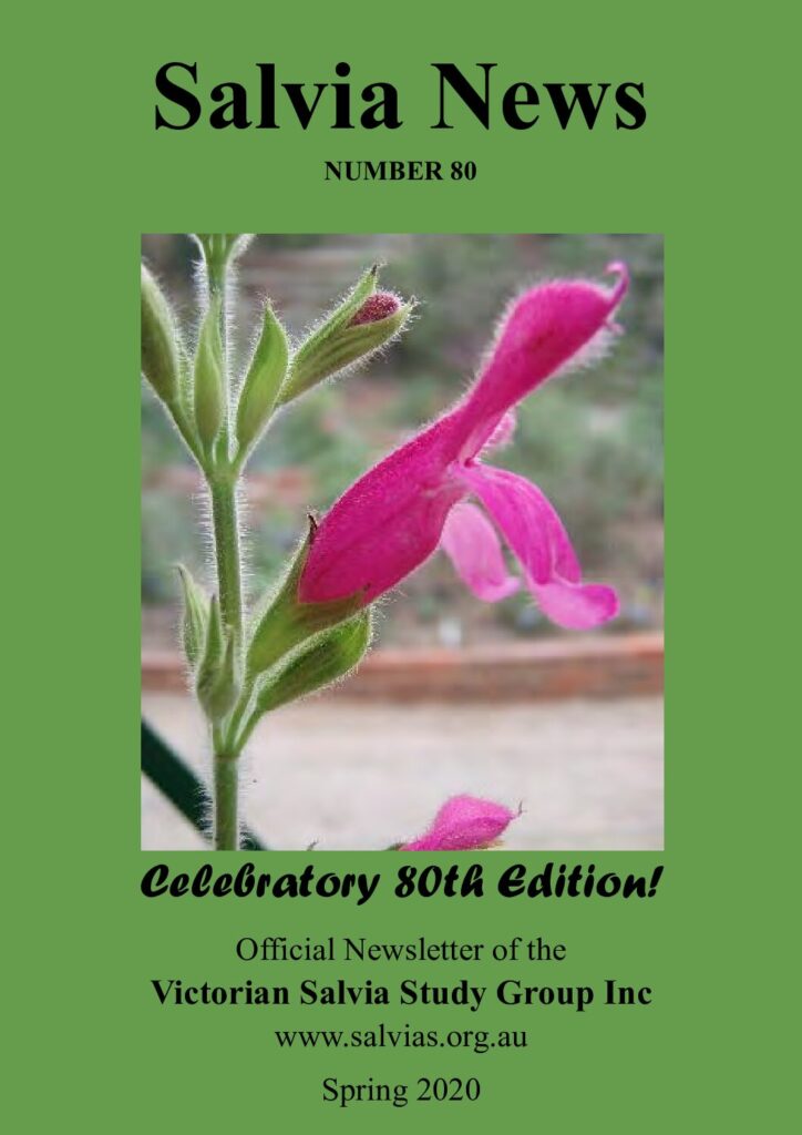 thumbnail of 80-Salvia News