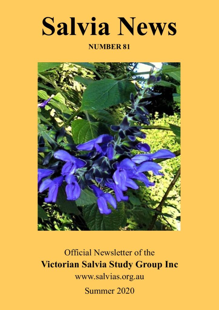 thumbnail of 81-SalviaNews