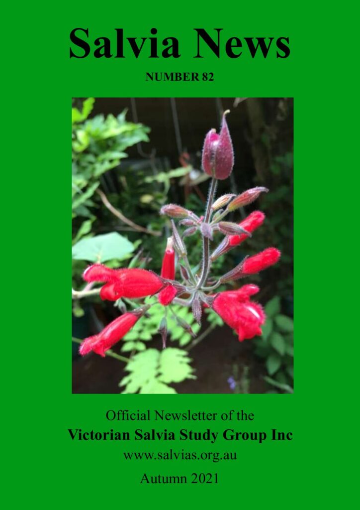 thumbnail of 82-SalviaNews