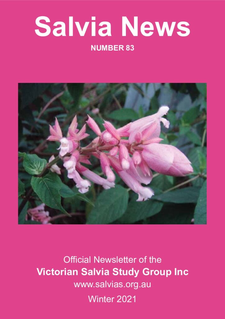 thumbnail of 83-SalviaNews