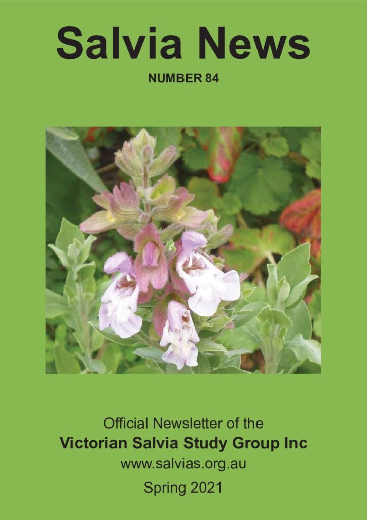 thumbnail of 84-SalviaNews