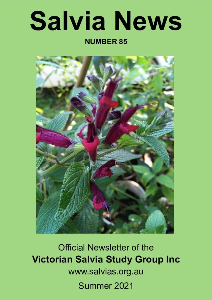 thumbnail of 85-SalviaNews