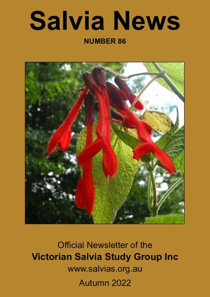 thumbnail of 86-Salvia News