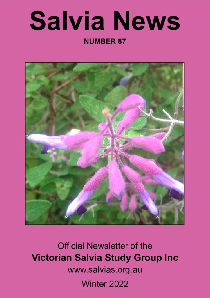 thumbnail of 87-Salvia News