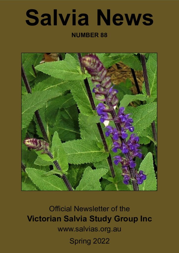 thumbnail of 88-Salvia News