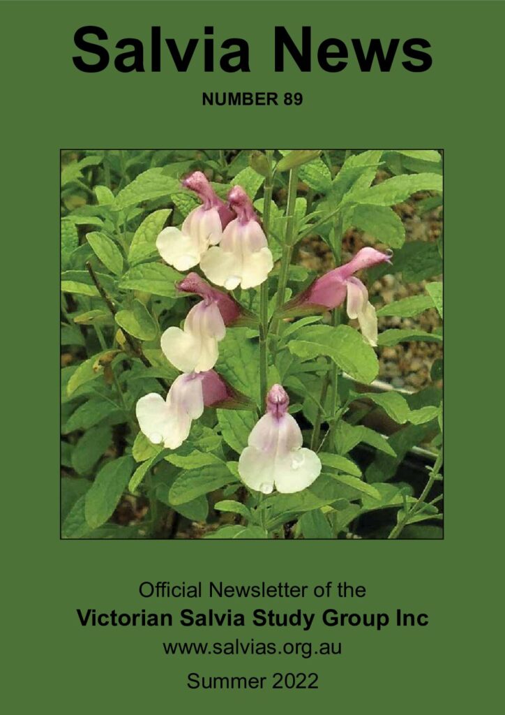 thumbnail of 89-Salvia News