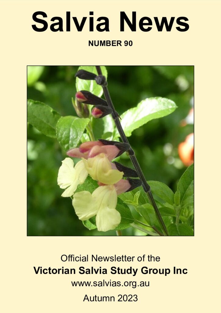 thumbnail of 90-Salvia News