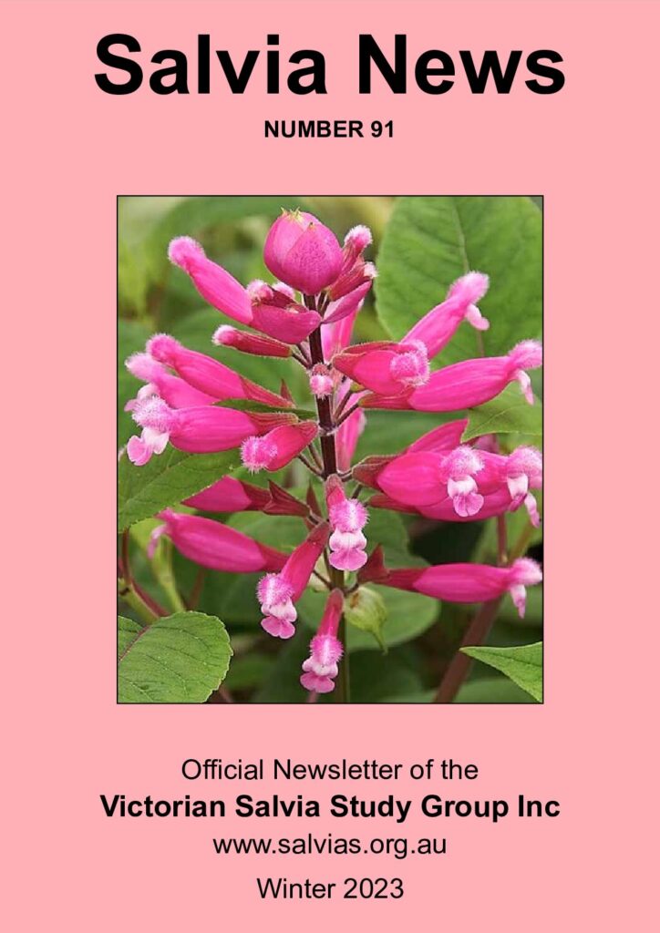 thumbnail of 91-Salvia News
