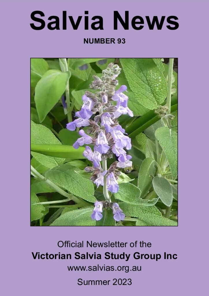 thumbnail of 93-Salvia News