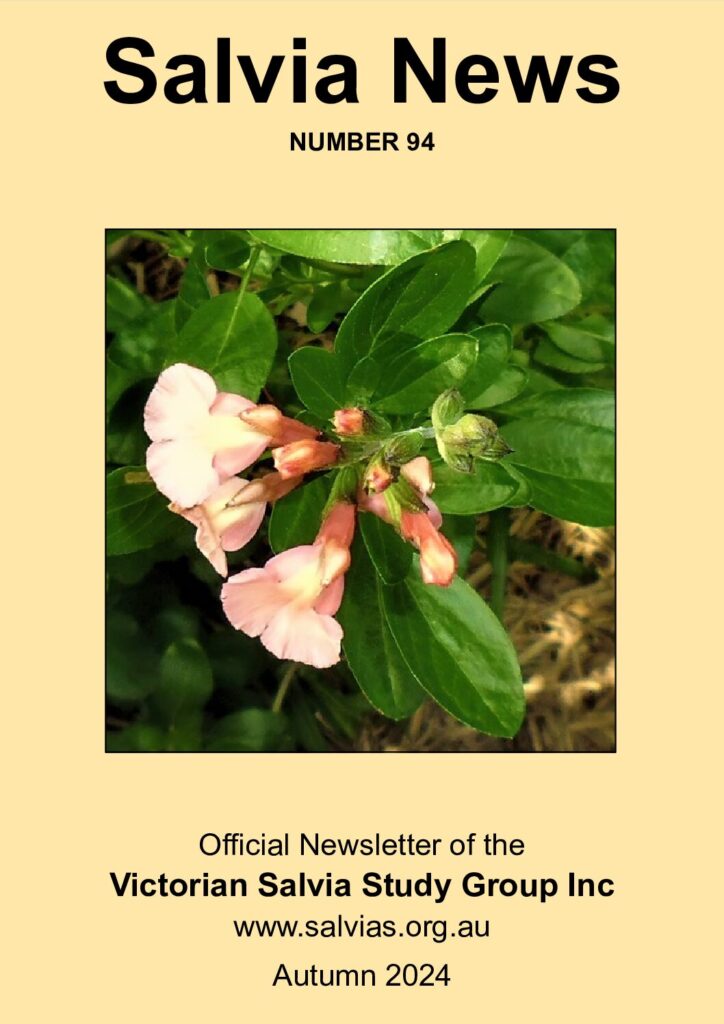 thumbnail of 94-Salvia News