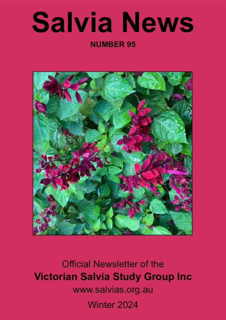 thumbnail of 95-Salvia News