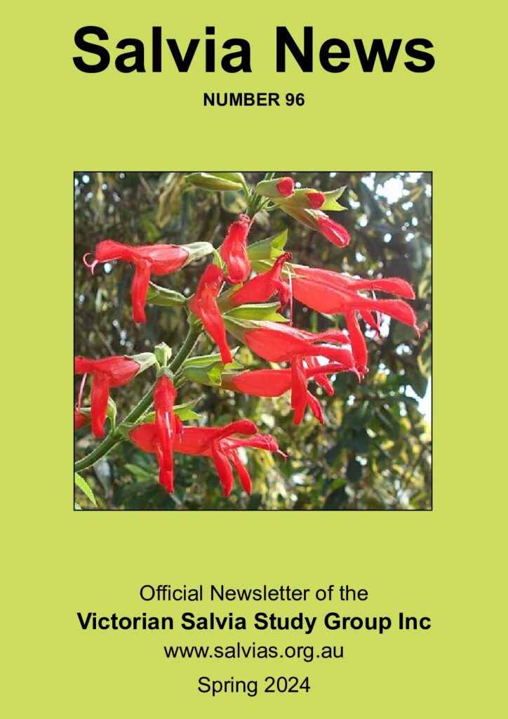 thumbnail of 96-Salvia News