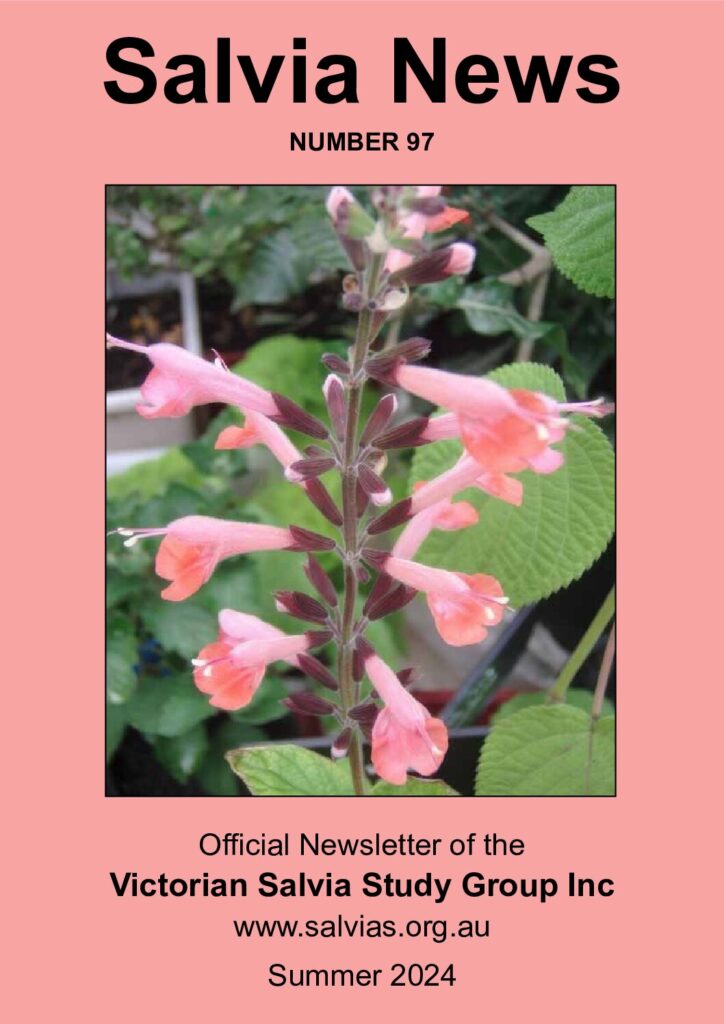 thumbnail of 97-Salvia News